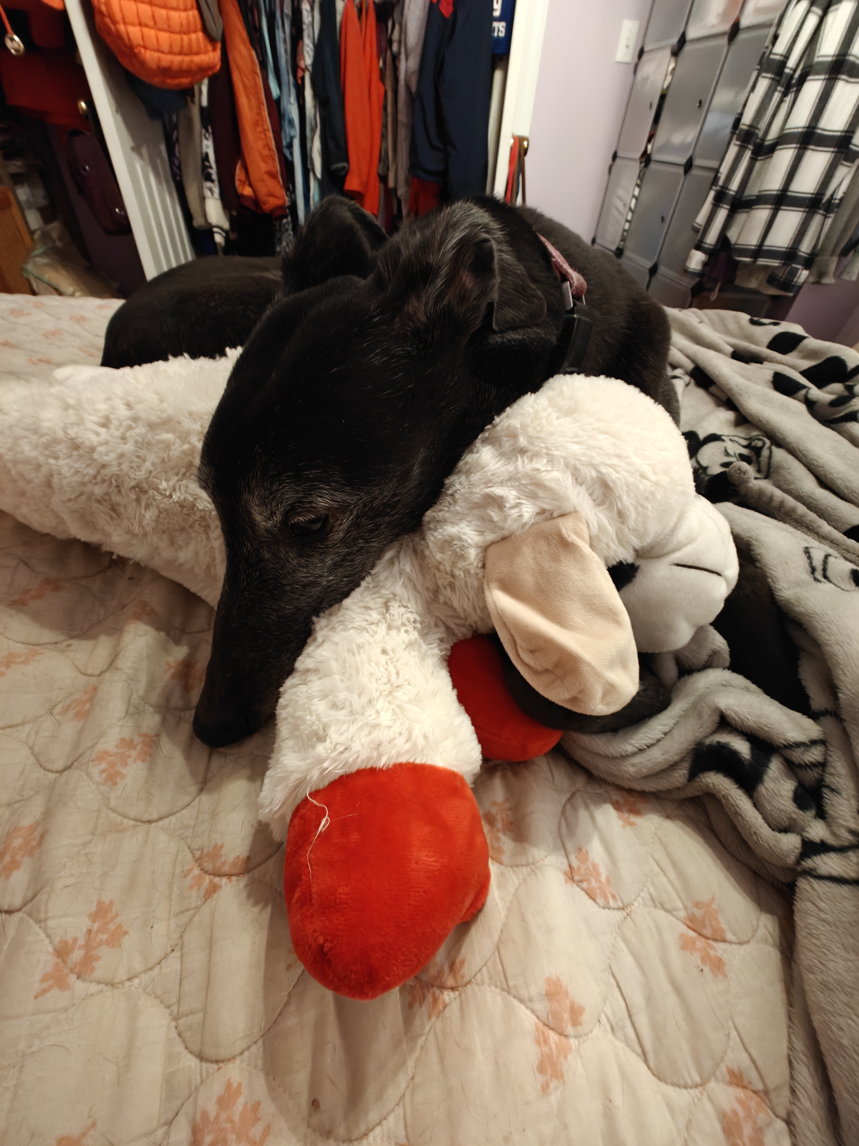 Rosie with her lamb chop toy